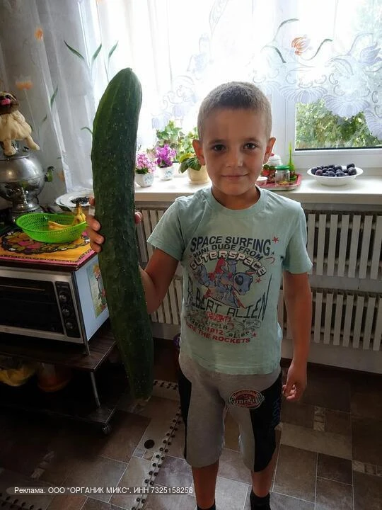 🥒 ХОТИТЕ, ЧТОБЫ В СЛЕДУЮЩЕМ ГОДУ ОГУРЦЫ РОСЛИ ВОТ ТАКИЕ?!