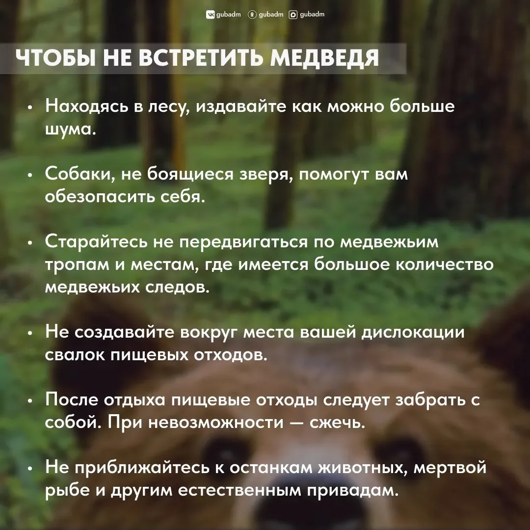 🐻 Напомним, как вести себя, чтобы не встретить медведя, и как вести, если уже встретили.
