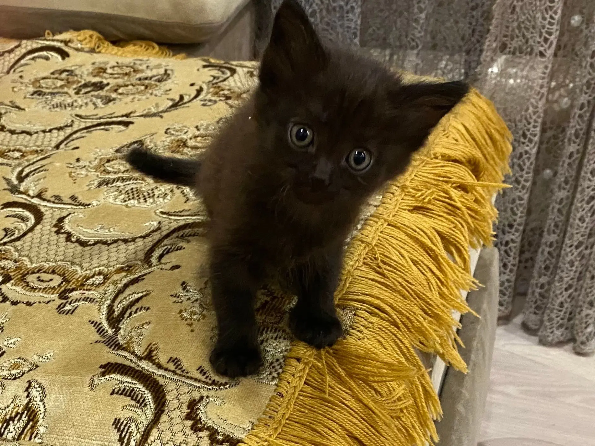 Отдам котят в добрые руки 🤗