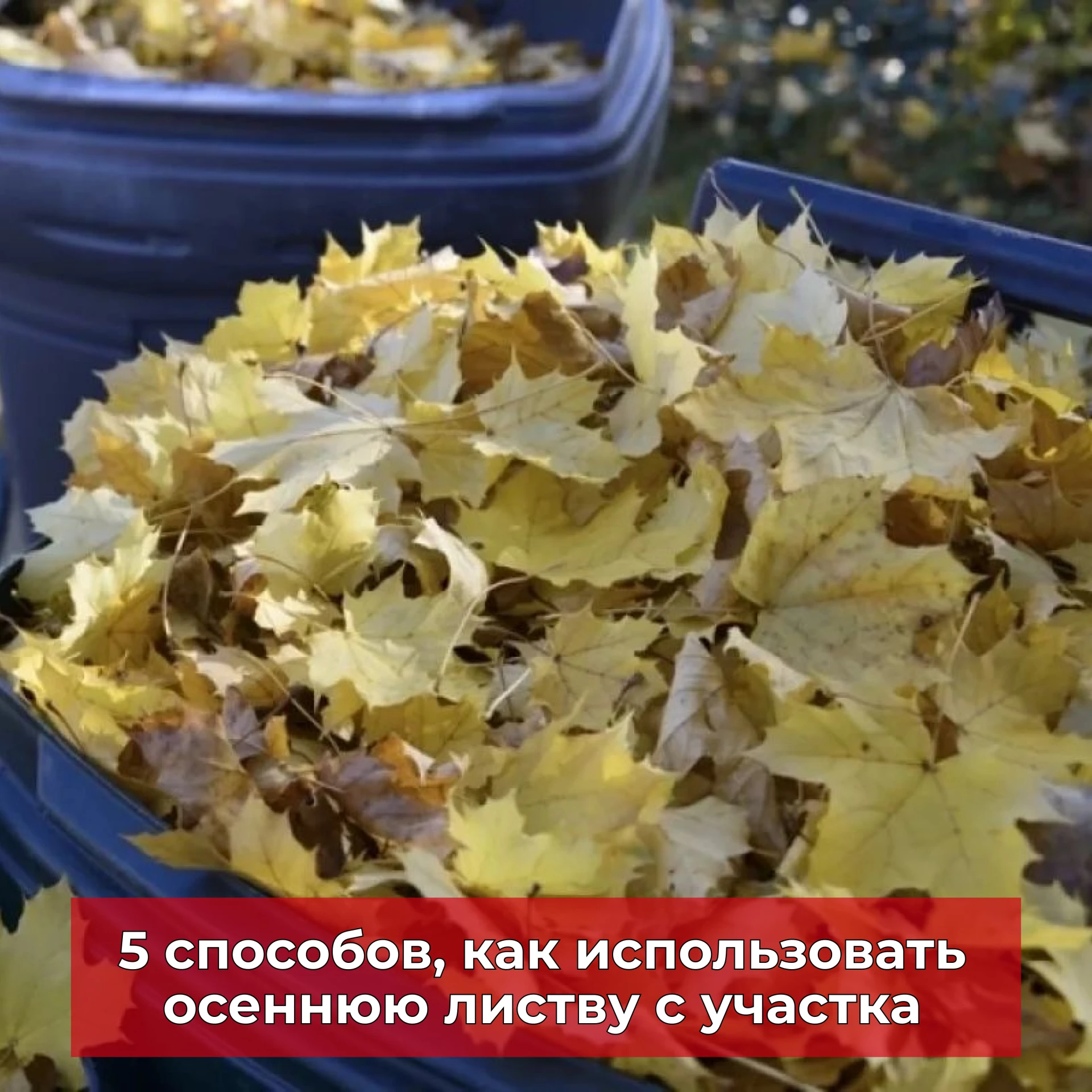 Как с пользой использовать опавшую листву