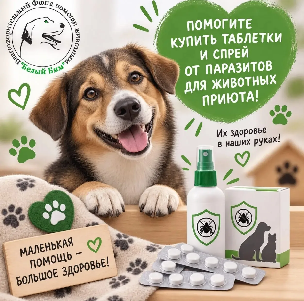 ❤ 200 хвостиков ждут помощи: костромской приют «Белый Бим» собирает средства на их защиту