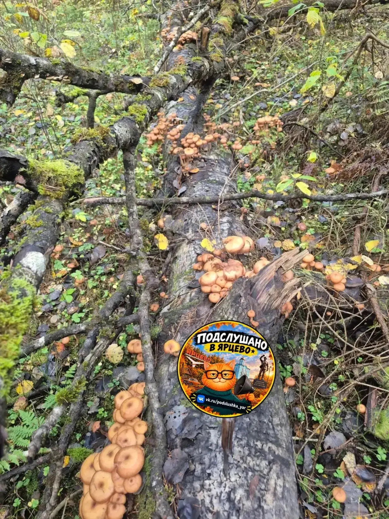 🍄 Когда грибов столько — день точно удался!