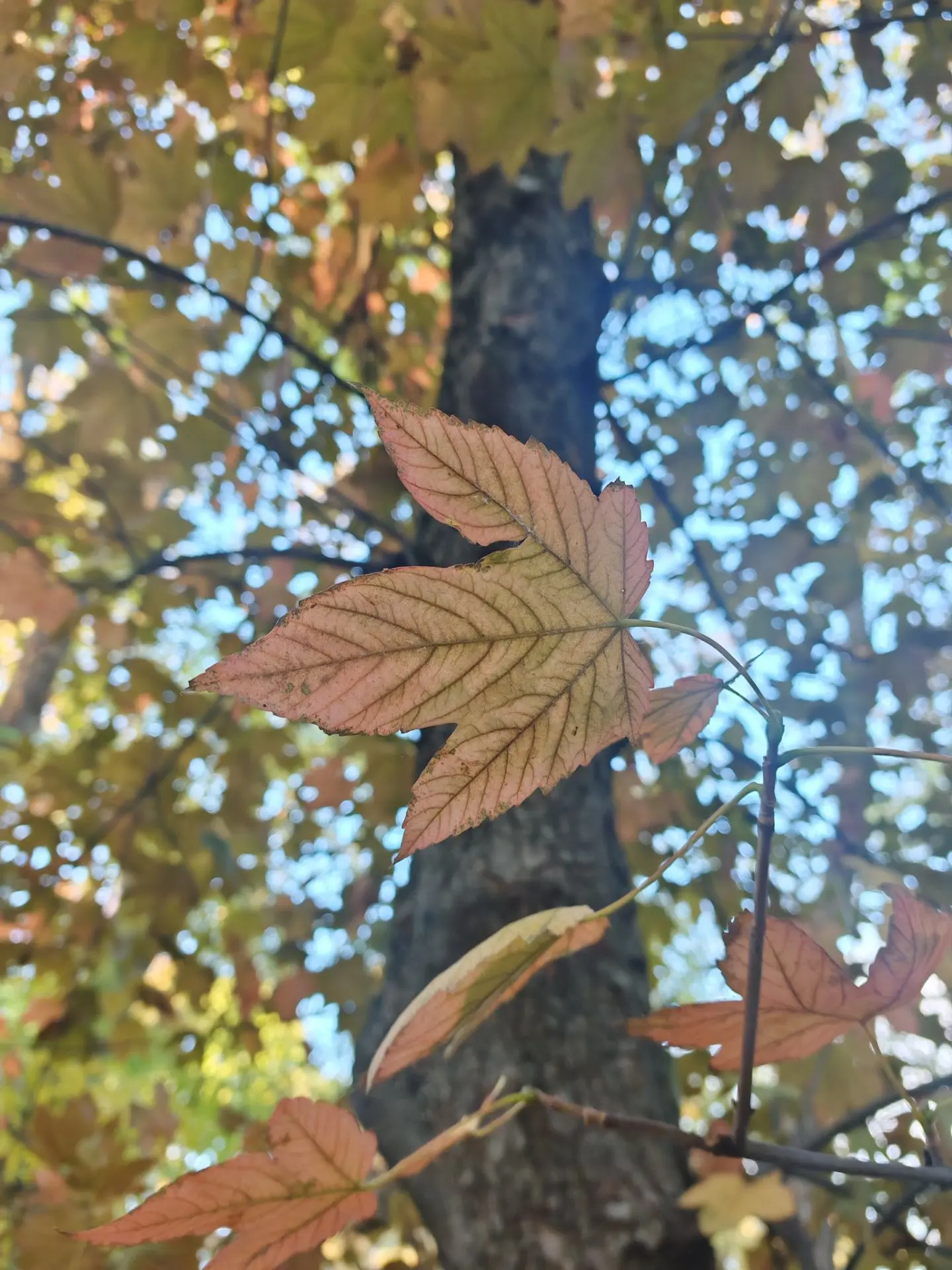 Осень такая красивая 🍂
