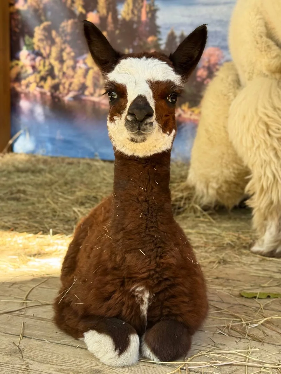 🦙 Придумать имя малышу-криа предложили в парке «Ривьера»