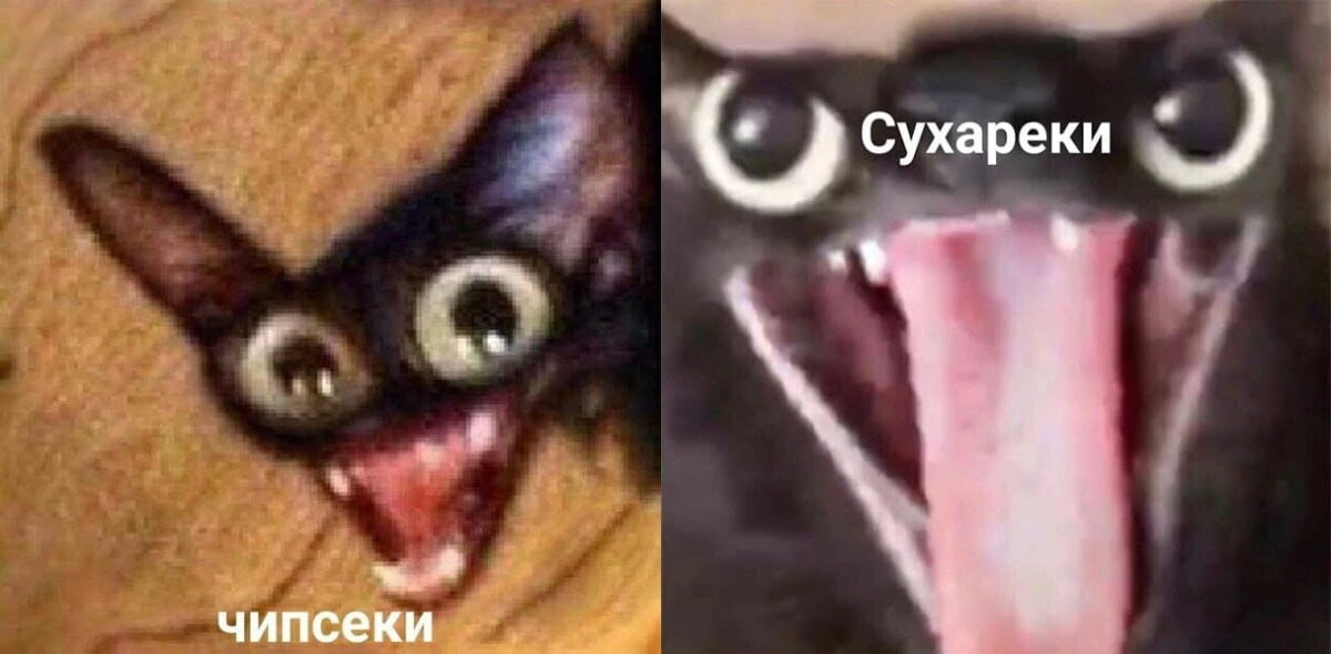 А шо вы любите больше?🦭