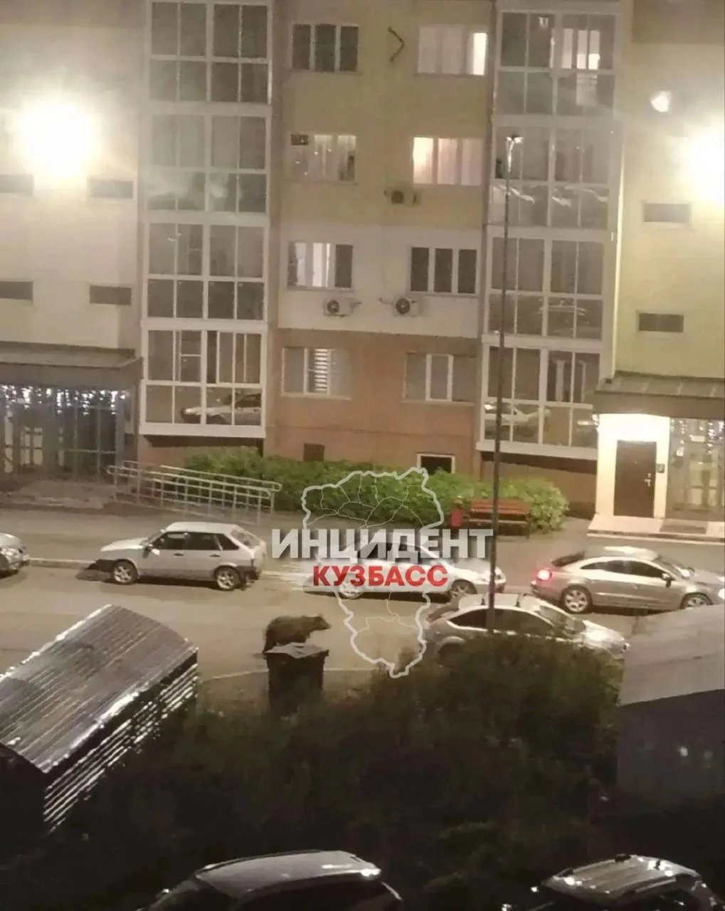 🐻Администрация города прокомментировала появление медведя в Кемерове
