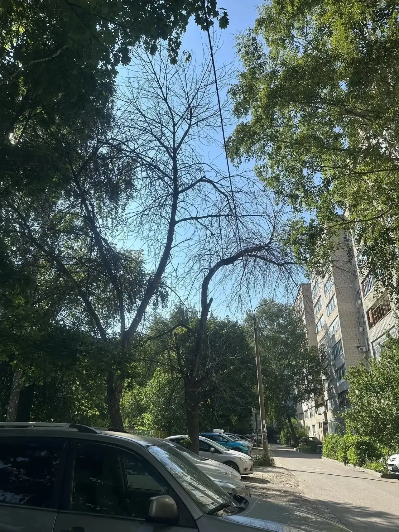 ⚠️ Жители проспекта Строителей, 48 жалуются на сухие деревья во дворе