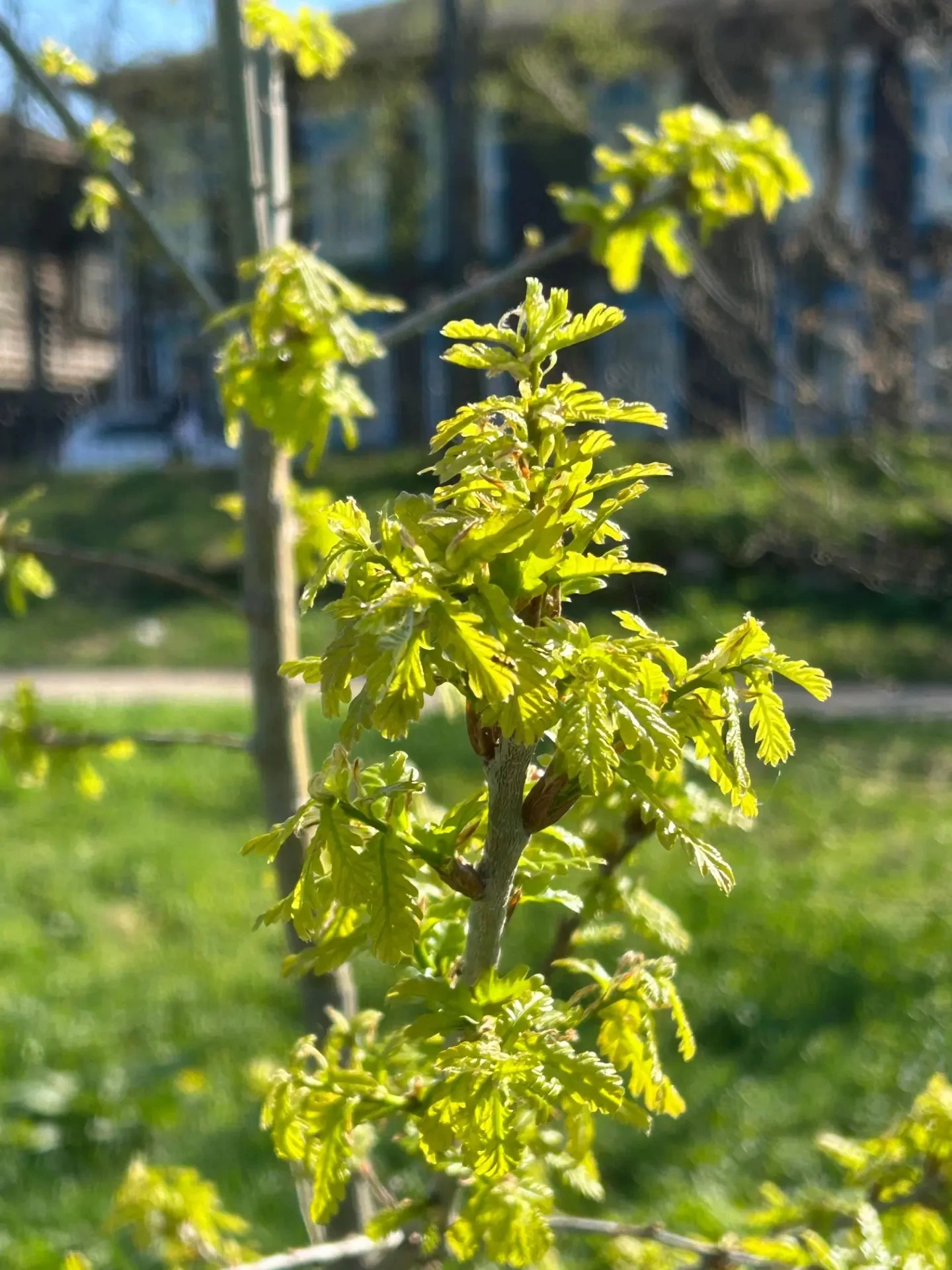 🌳 В Козьмодемьянске дубу Петра I исполнилось 5 лет