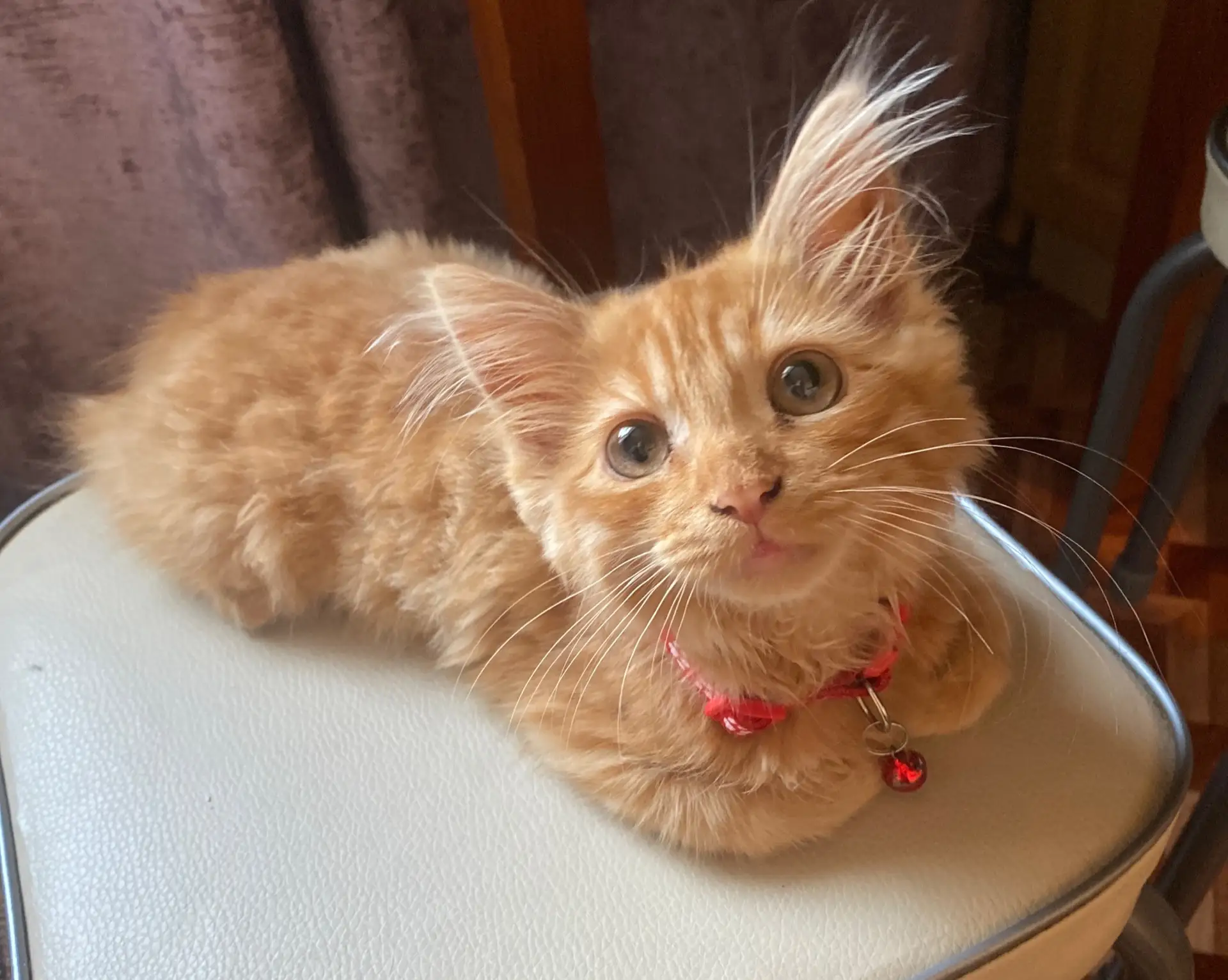 Мяу-мяу🐈