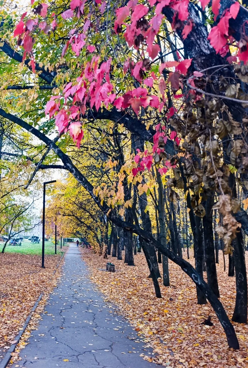 Осень золотая ходит по рязанским дорожкам... 🍁🍁🍁