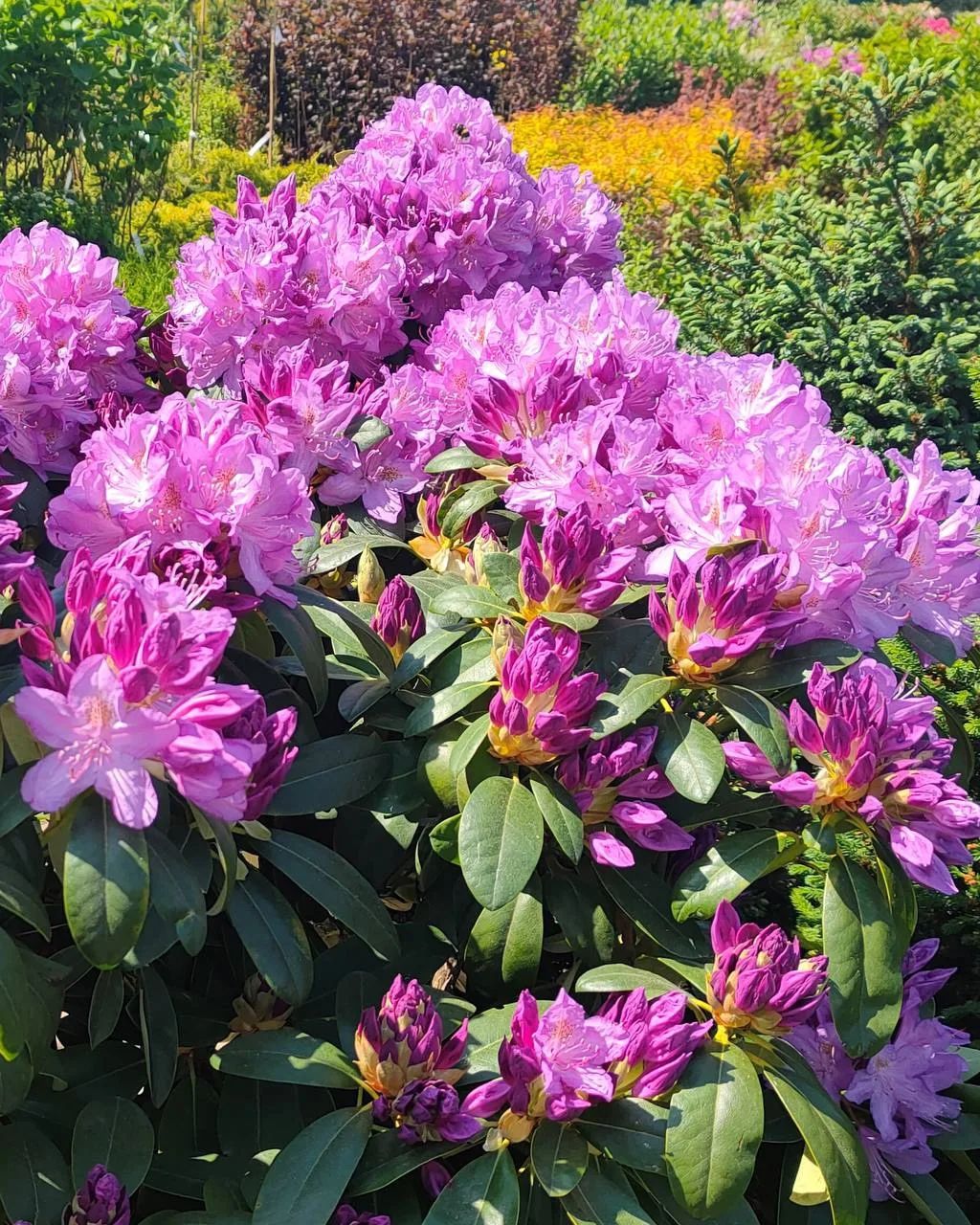Красавчик рододендрон Purpureum Grandiflorum😍