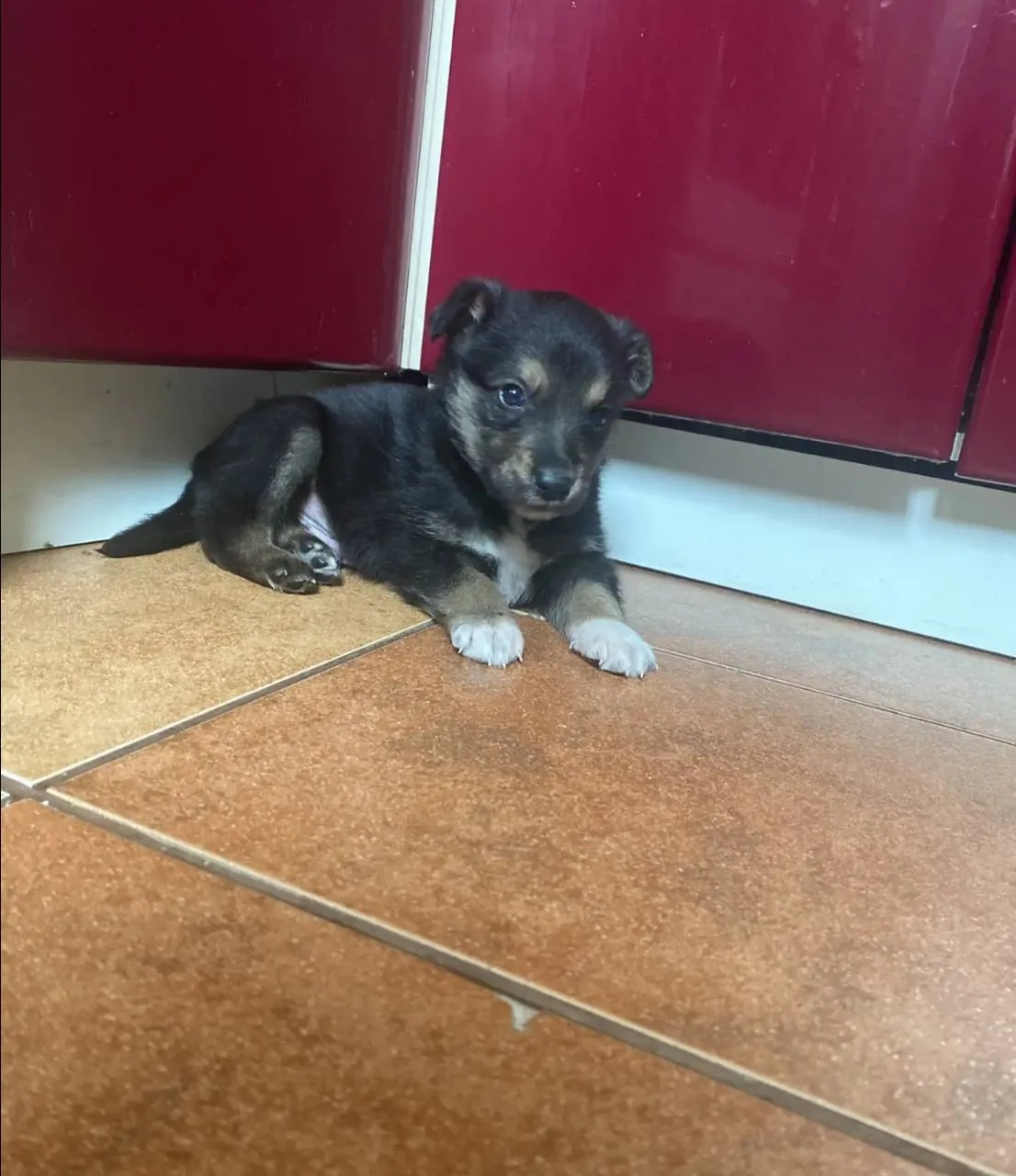 Щенок очень ищет дом 🏠 🐶Мальчик.