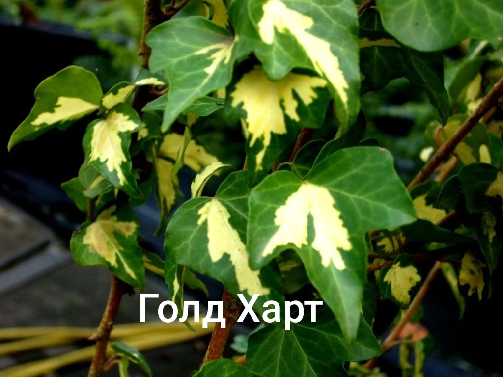 Завела себе и сортовых плющей. Их пока мало, но уже есть что предложить желающим приобр...