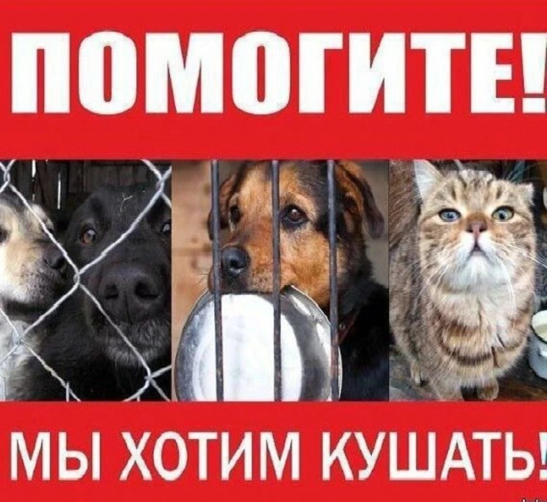 ‼Попрошу всех неравнодушных поддержать сбор (корма) для бездомных животных в приютах ОР...