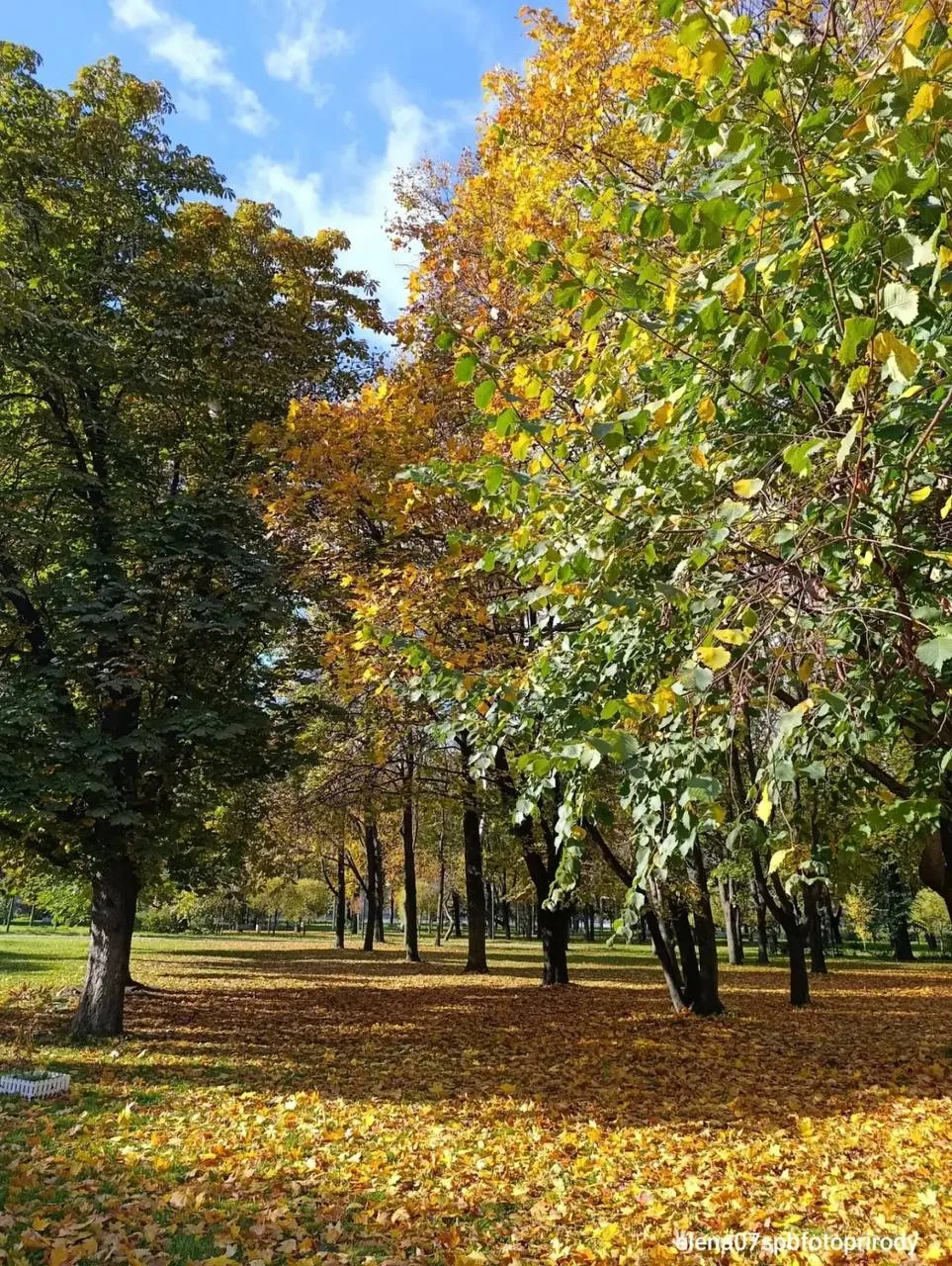 Осенний Заневский парк 🍁🍂🍃