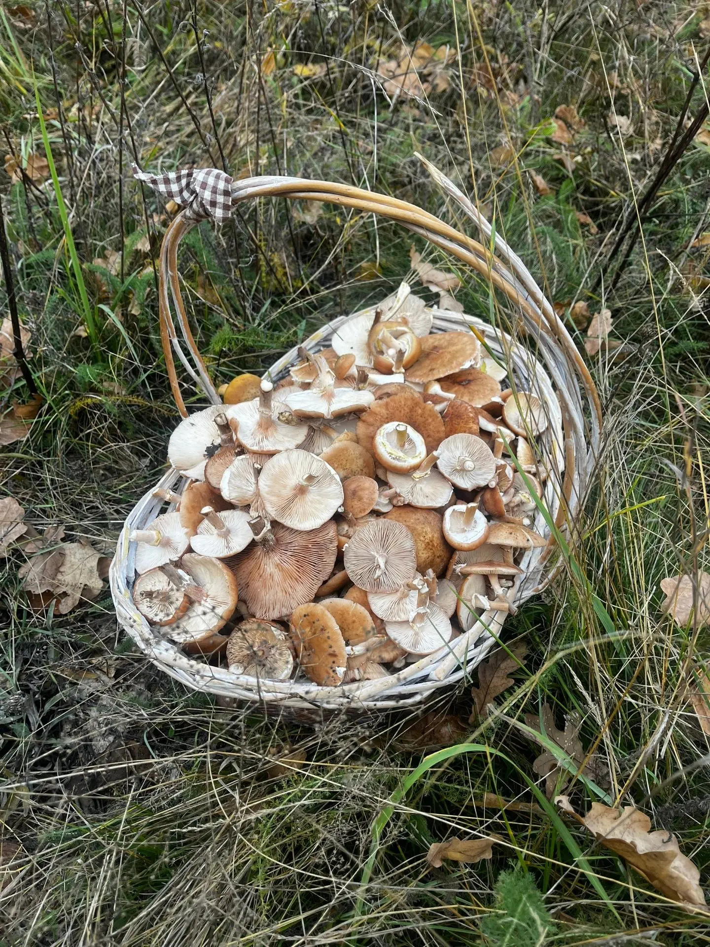 Саратовская область, опята