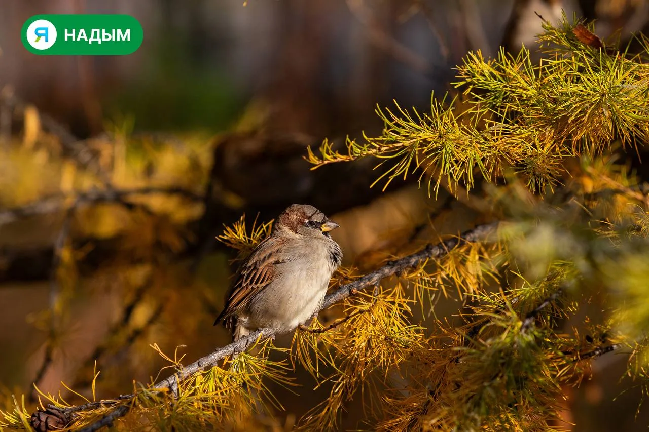 🐦 Судя по серьёзному виду, у этого воробья на сегодня большие планы. И пусть ростом не...