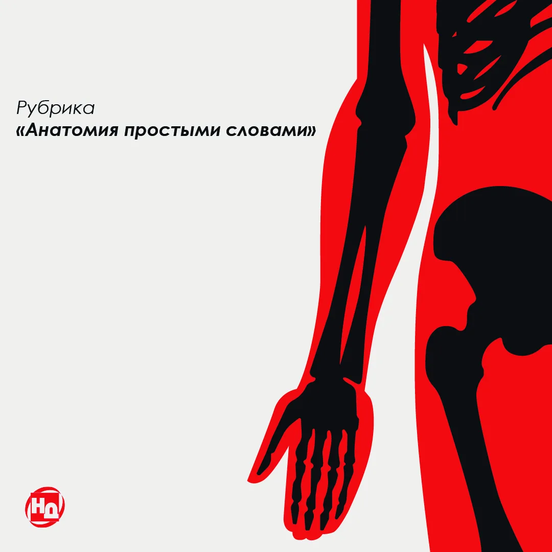 Рубрика «Анатомия простыми словами»