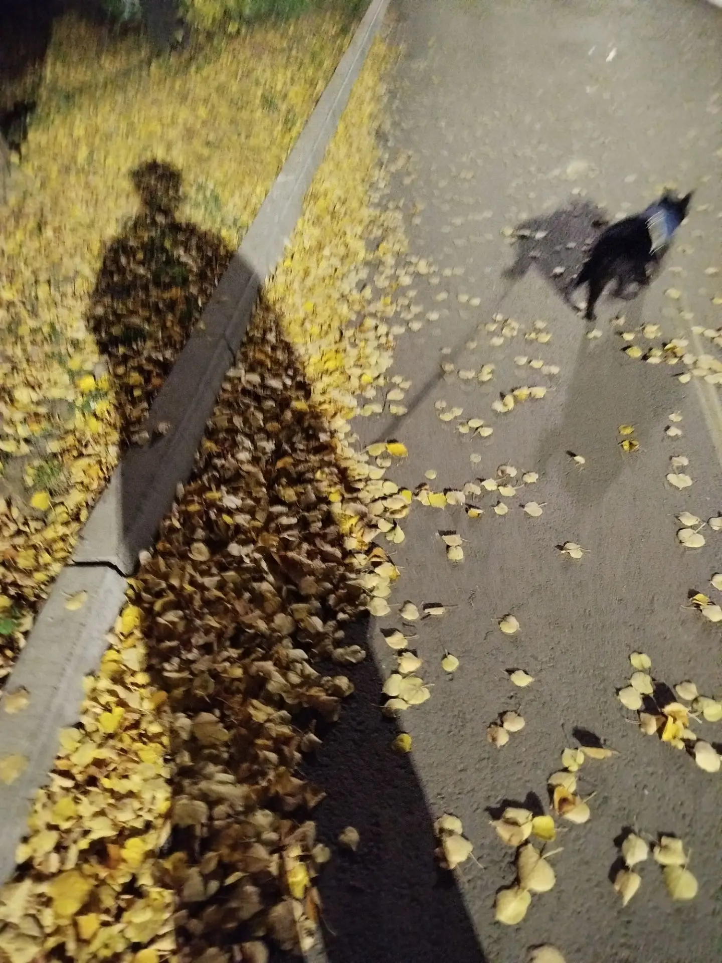 Вечер. Улица. Город и горожане 🐾👣🍁