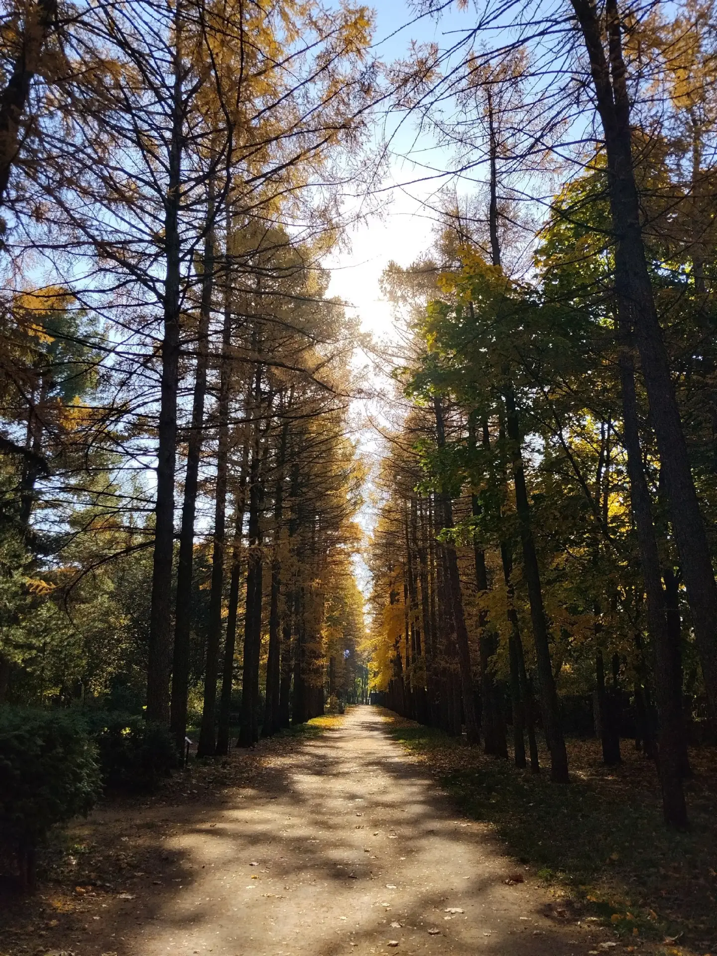 🍂 День сбора осенних листьев — сегодня