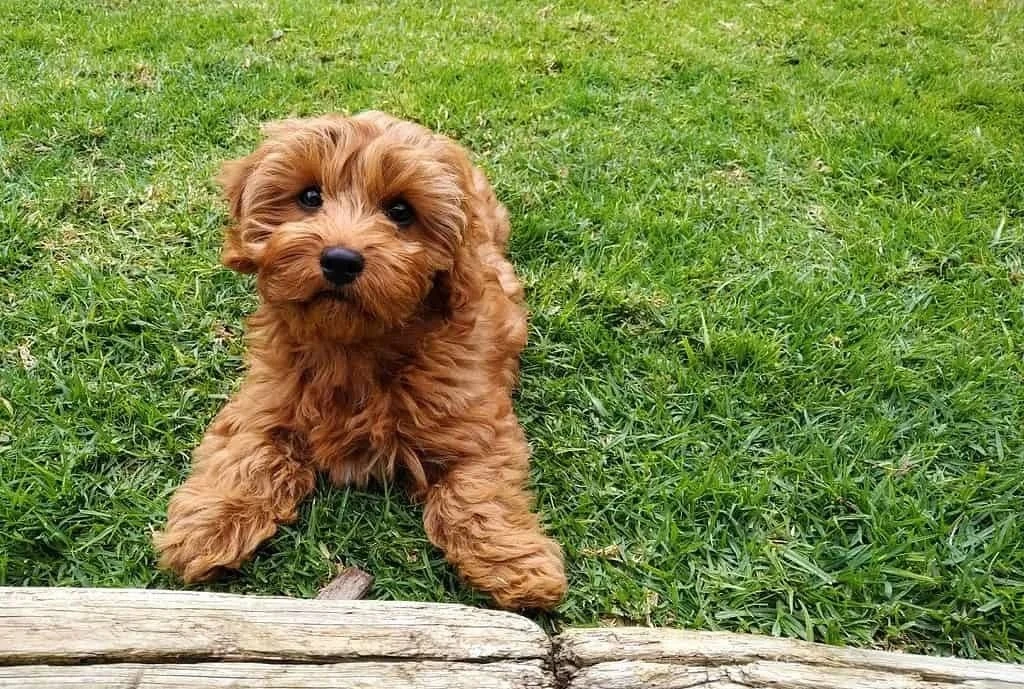 🐶В Приморье мужчина хотел купить породистого щенка кавапу по объявлению в Интернете, н...