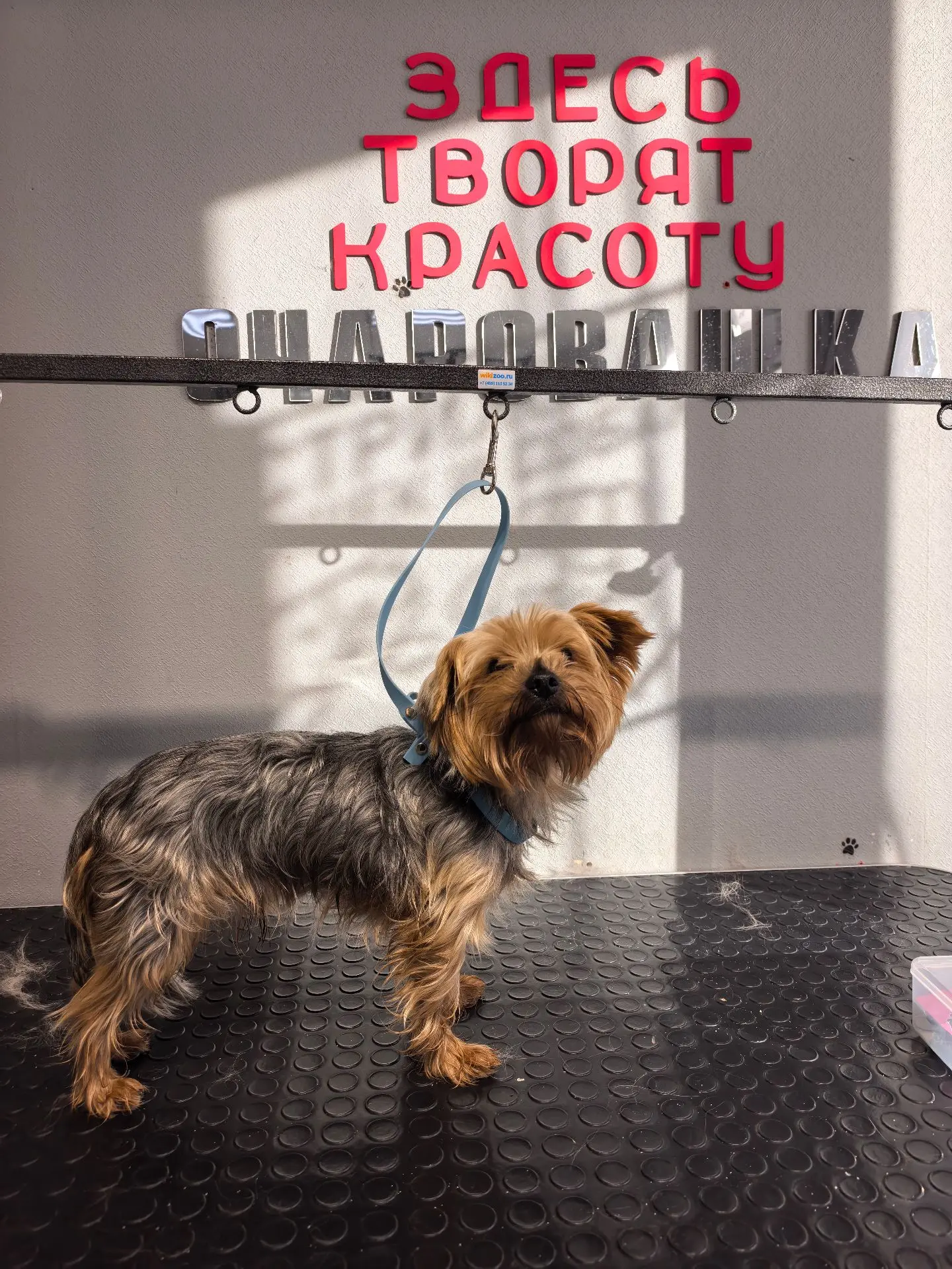 Новенький мальчишка Микки ❤️