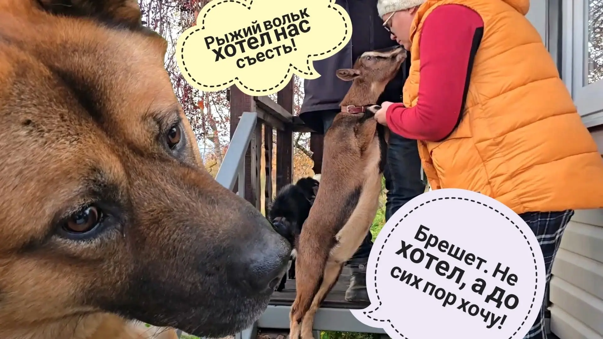 Кубик в тумане рыщет рыбов. Сова Ёль добралась до нутри подушки. Рыжему вольку опять ко...