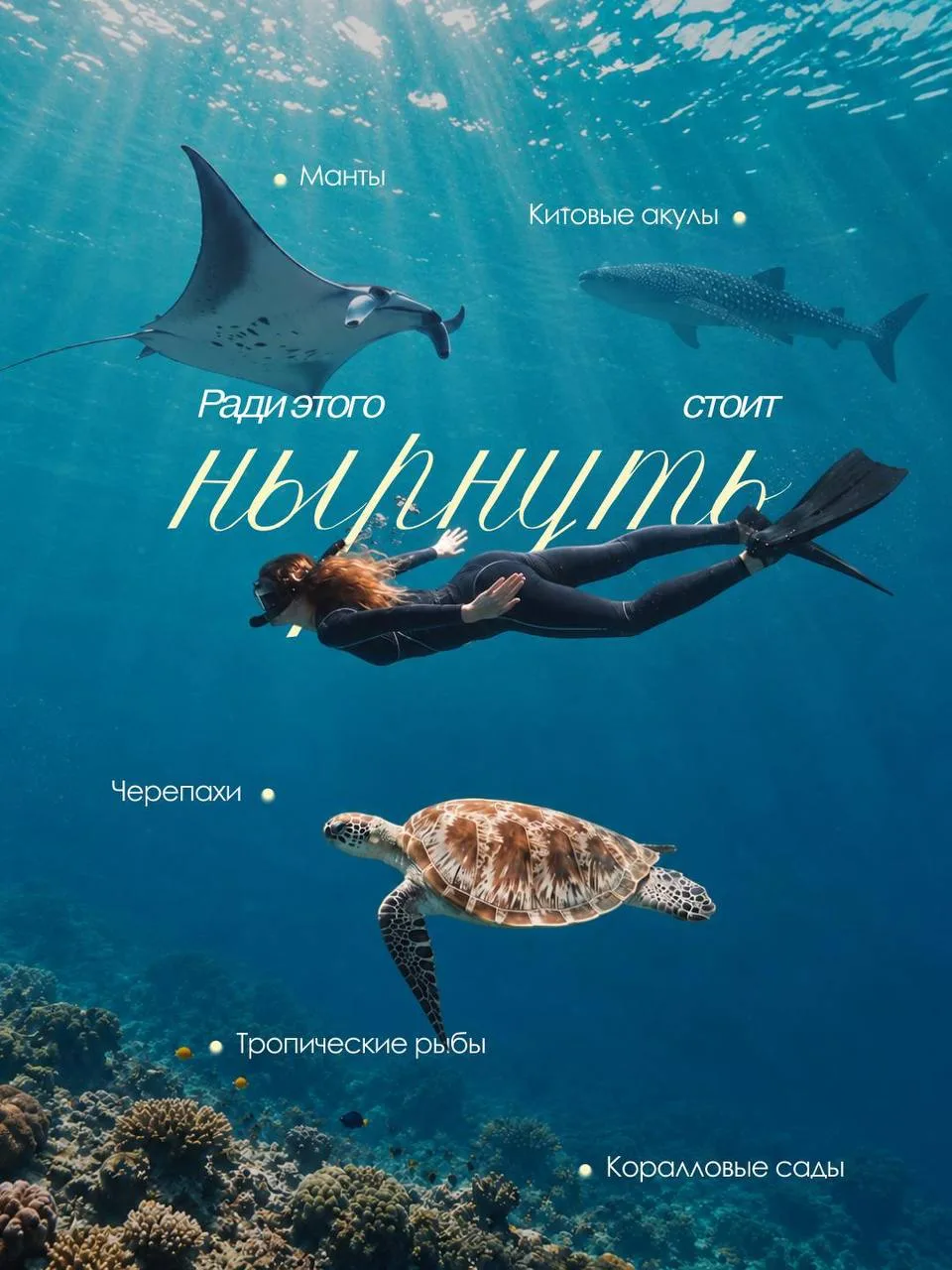 Черепахи, манты, китовые акулы 🐠 Куда ехать за красивым подводным миром