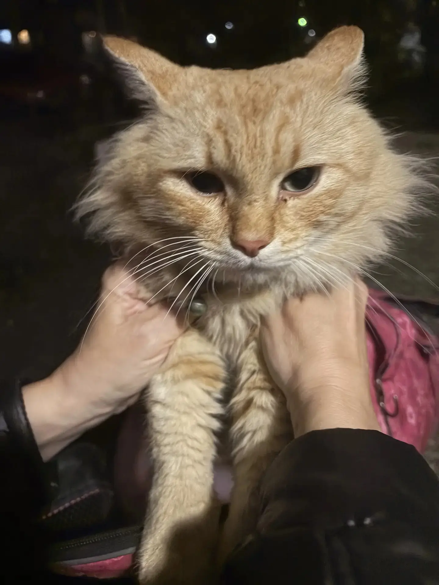 Найден кот. Метро Космонавтов