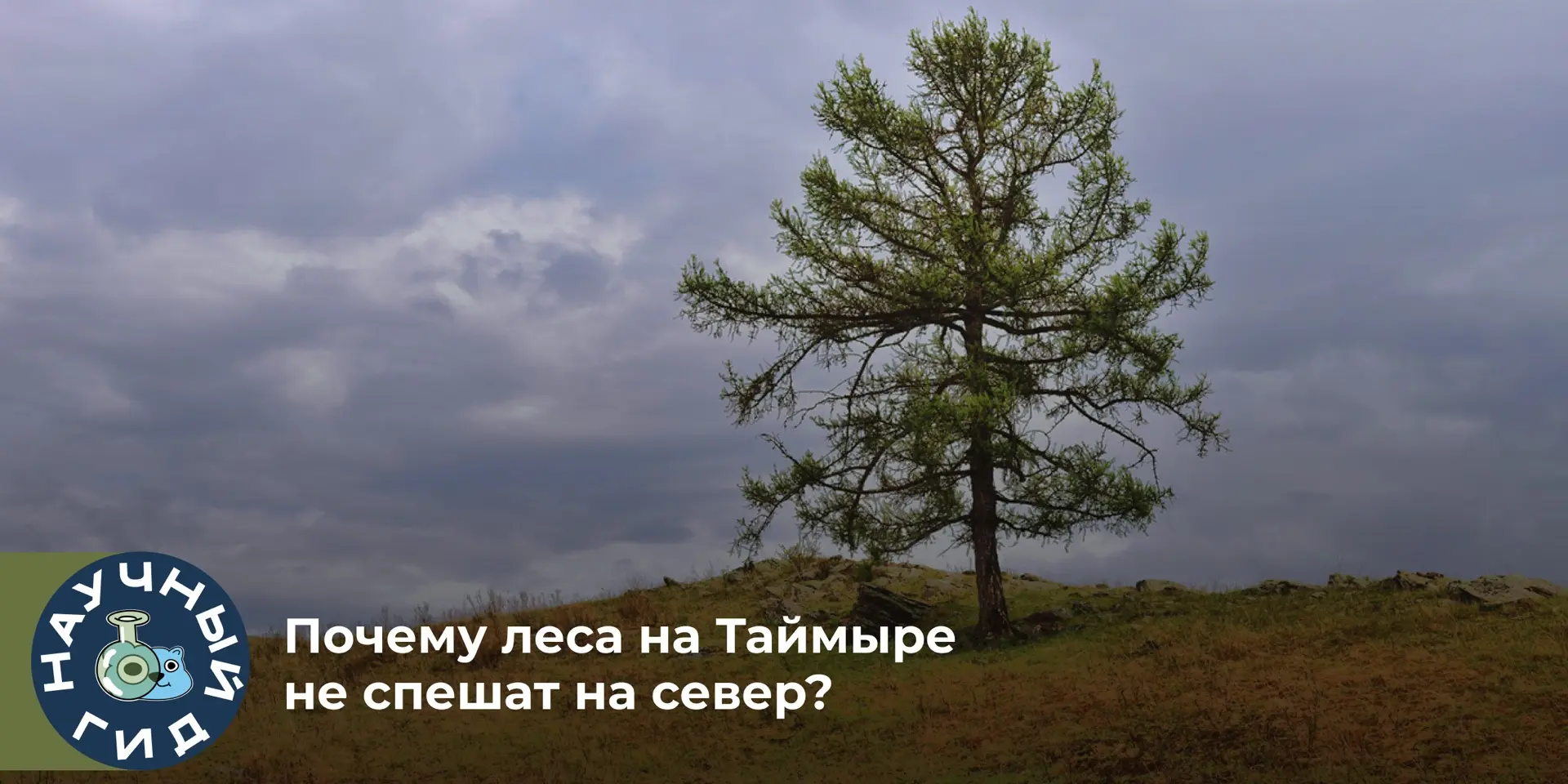 Из-за изменения климата самые северные леса планеты постепенно продвигаются в зону тунд...