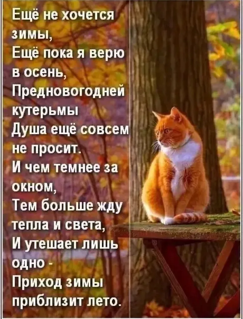 🍁Прекрасная пора, золотая осень🍁