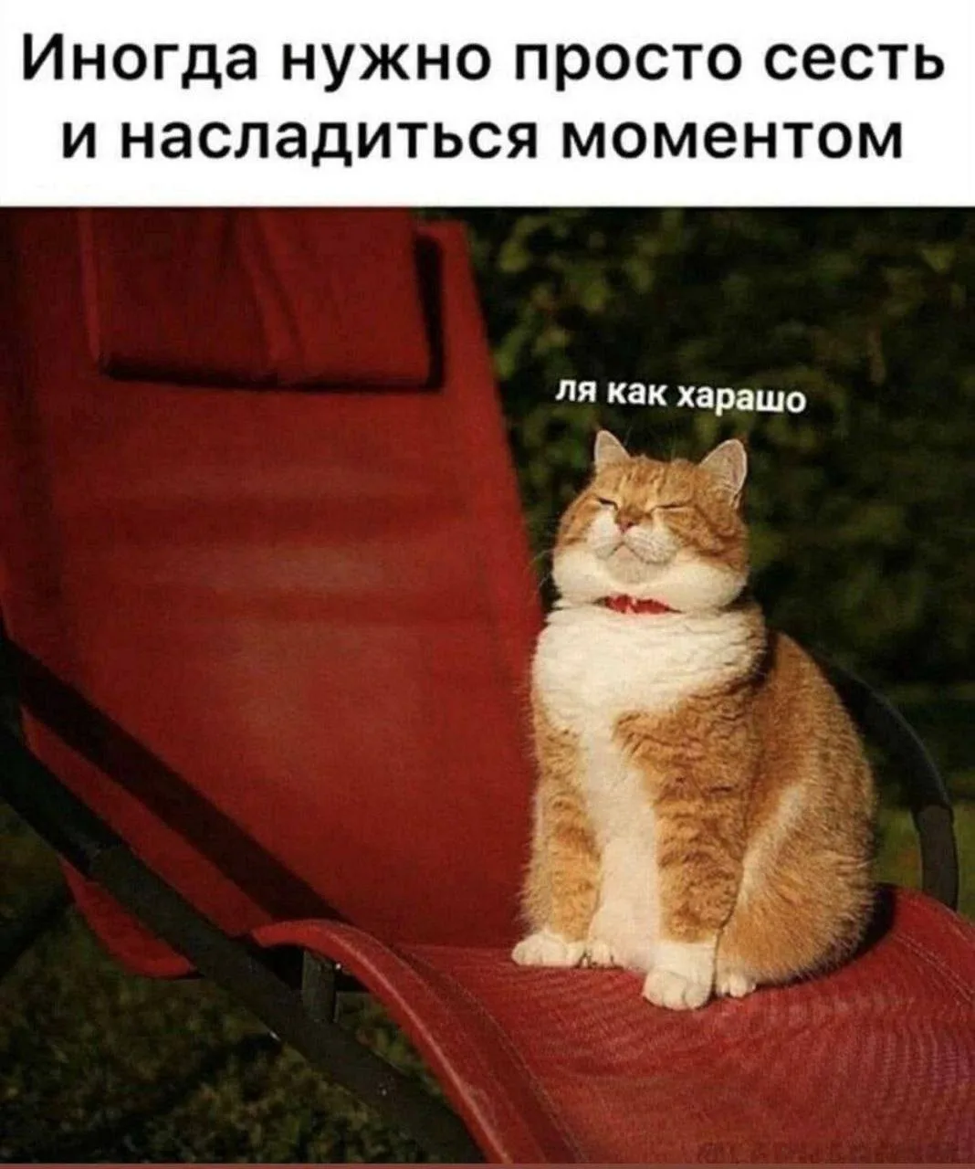 #мемыдня