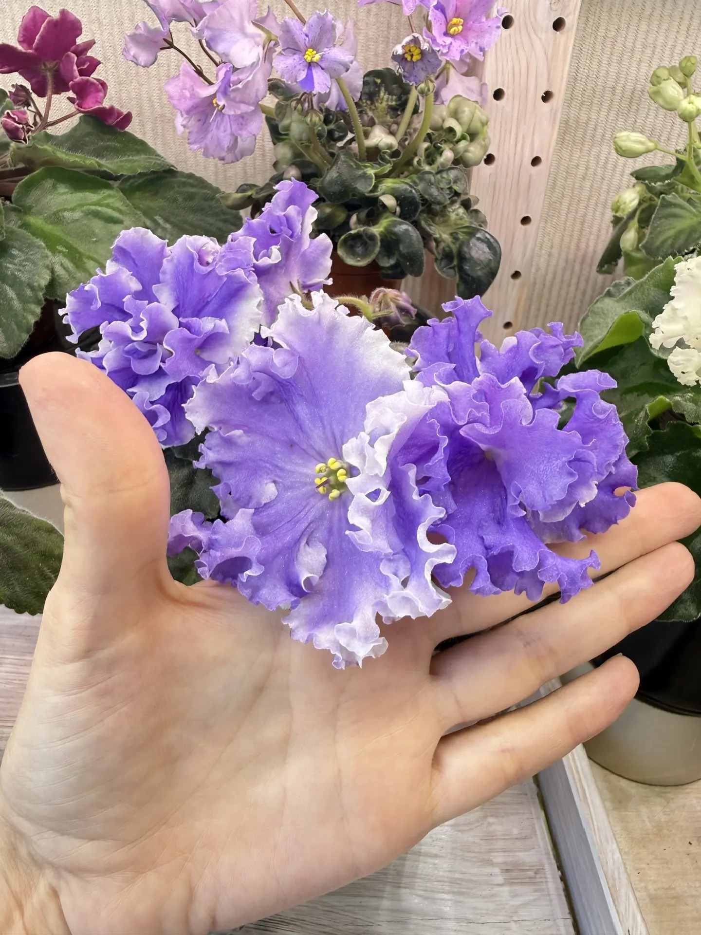 Здравствуйте, мои дорогие друзья 🫶