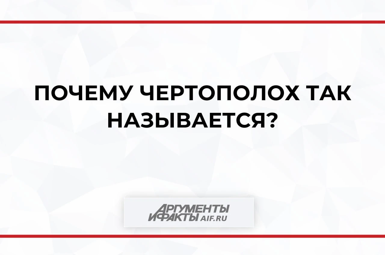 Внешний вид чертополоха способен напугать даже смельчака: это могучее растение, снабжён...