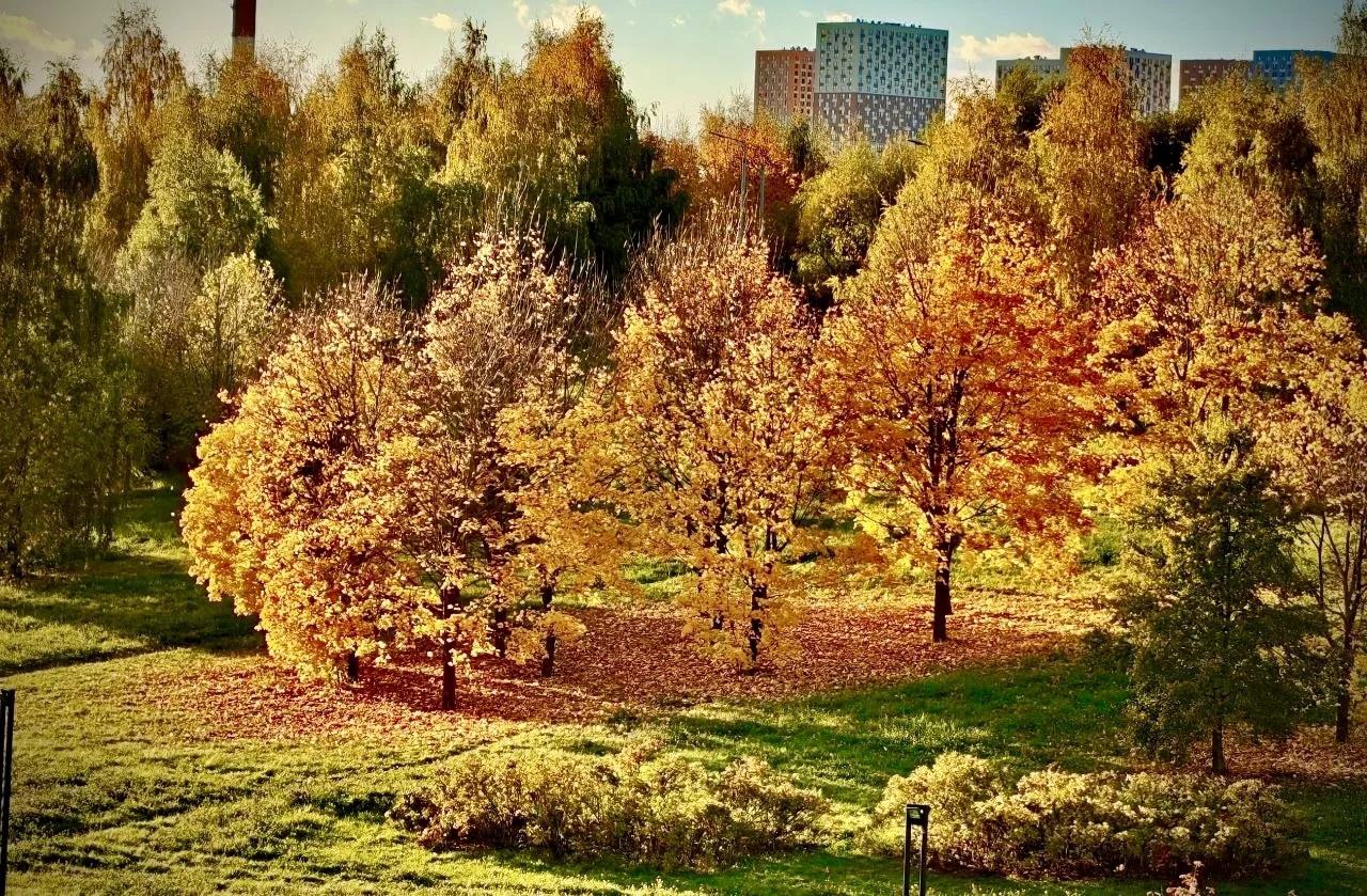 🍁 Медитации Heartfulness в Ландшафтном парке Митино
