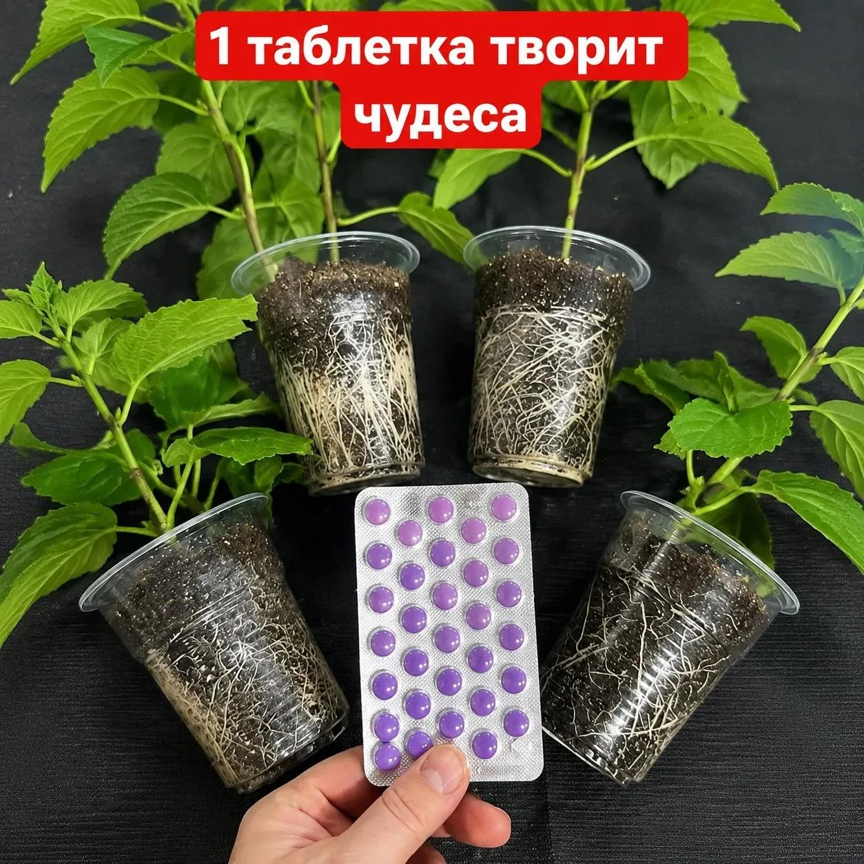 Чтобы рассада стала толстенькой и коренастой, ее нужно поливать препаратами, стимулирую...