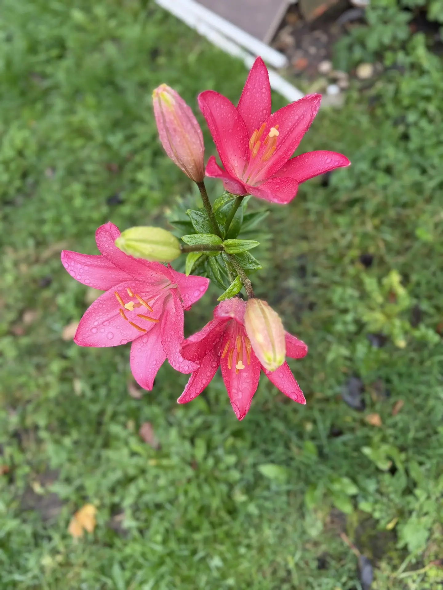 Полюбуйся на эту красавицу 🌸