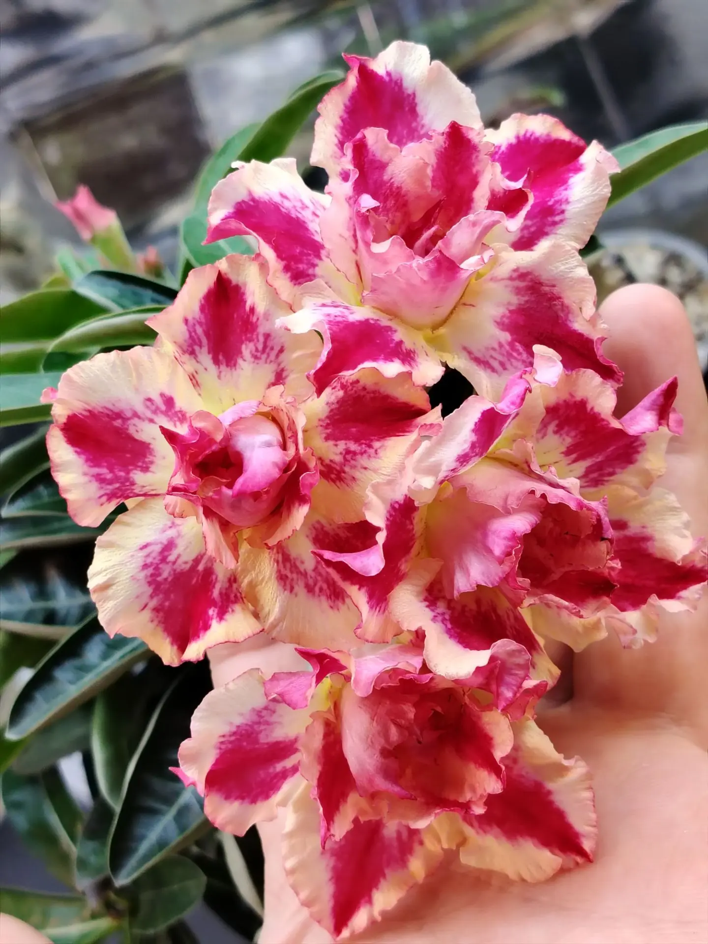 Провела опыление,✅ Мама ПопКорн♀️♂️Папа Oriental Story.(пыльцой которую собрала 3 дня н...