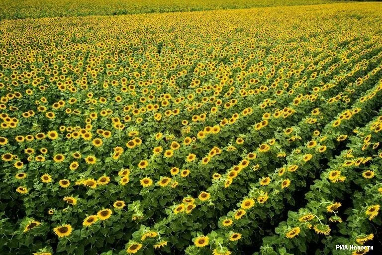 🌻 Больше миллиона тонн подсолнечника собрали в Оренбуржье
