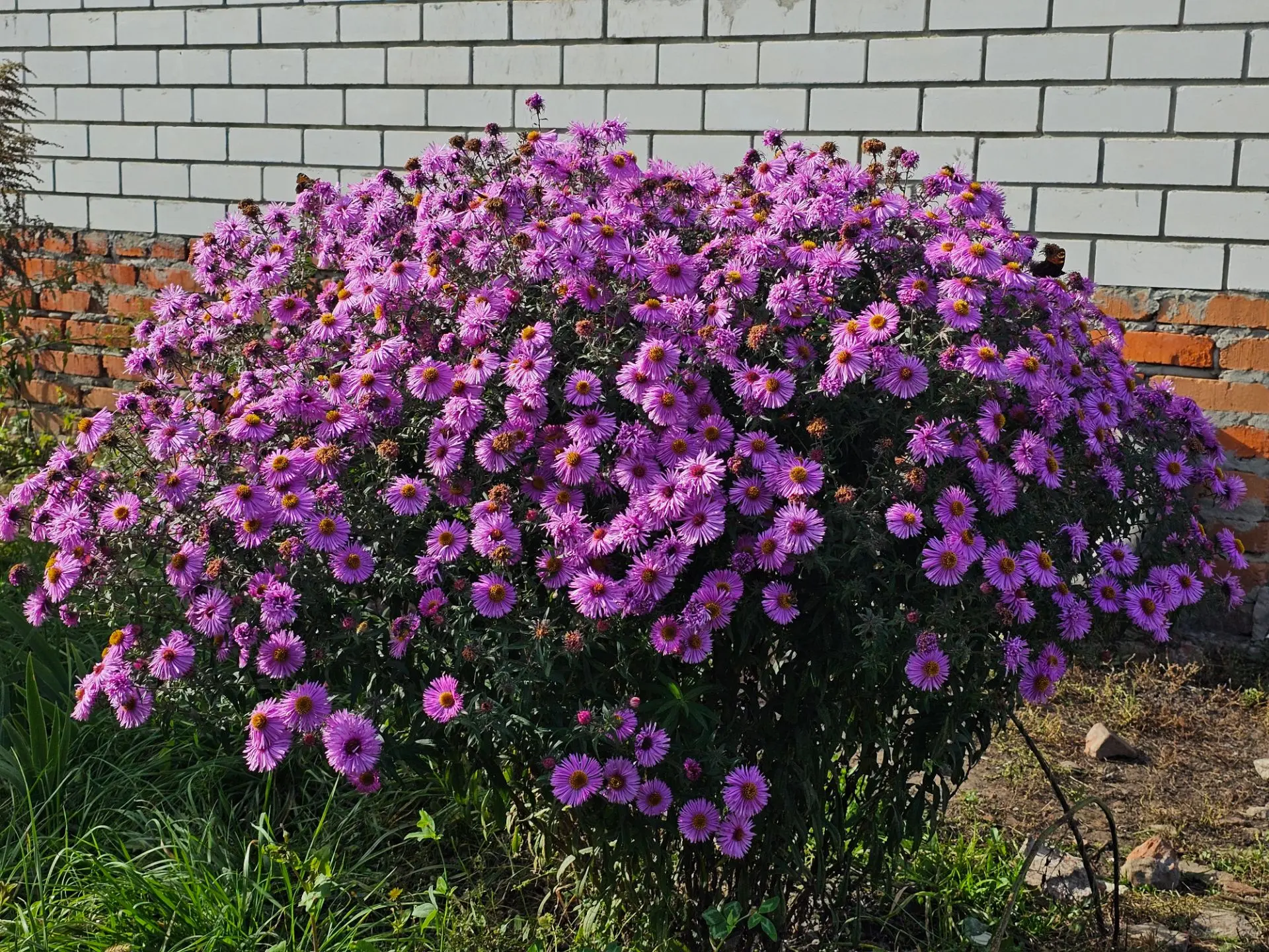 Немного осенней уличной красоты🌸