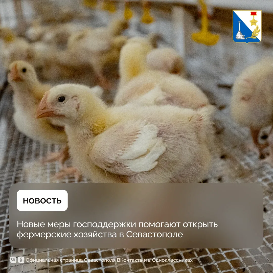 🌿 Открыть фермерское хозяйство в Севастополе становится проще благодаря грантовой подд...