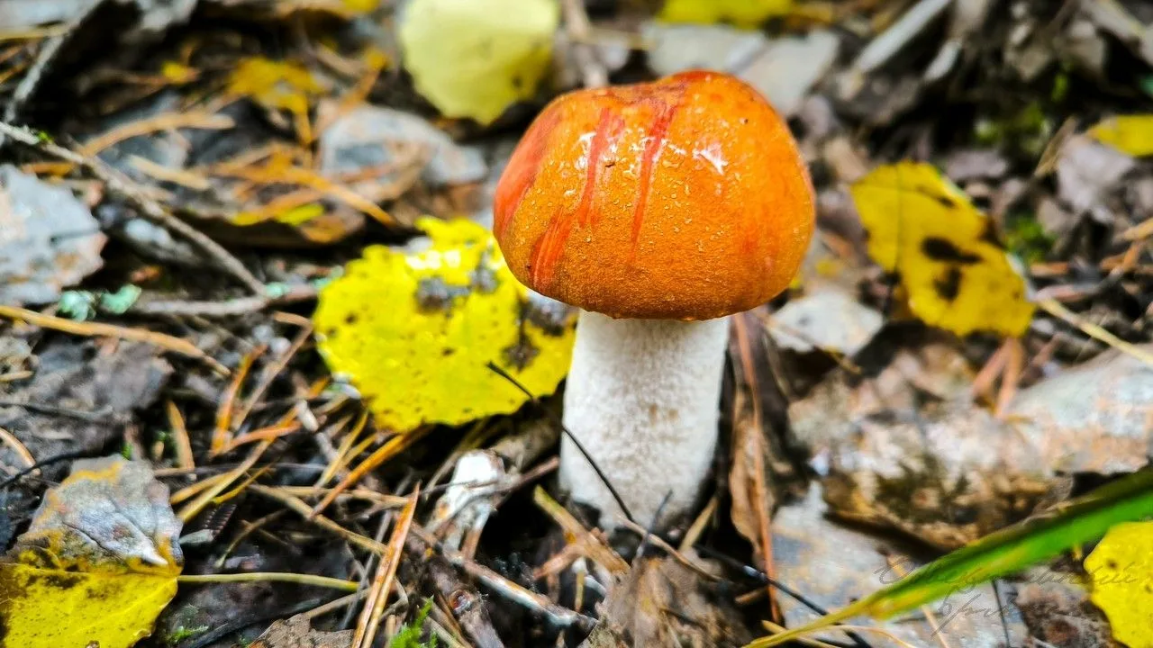 🍂Грибные окрестности Ольшаницы.