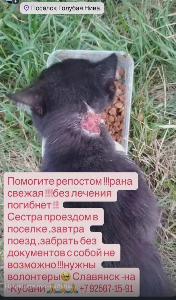 Котёнку в Голубой Ниве нужна помощь