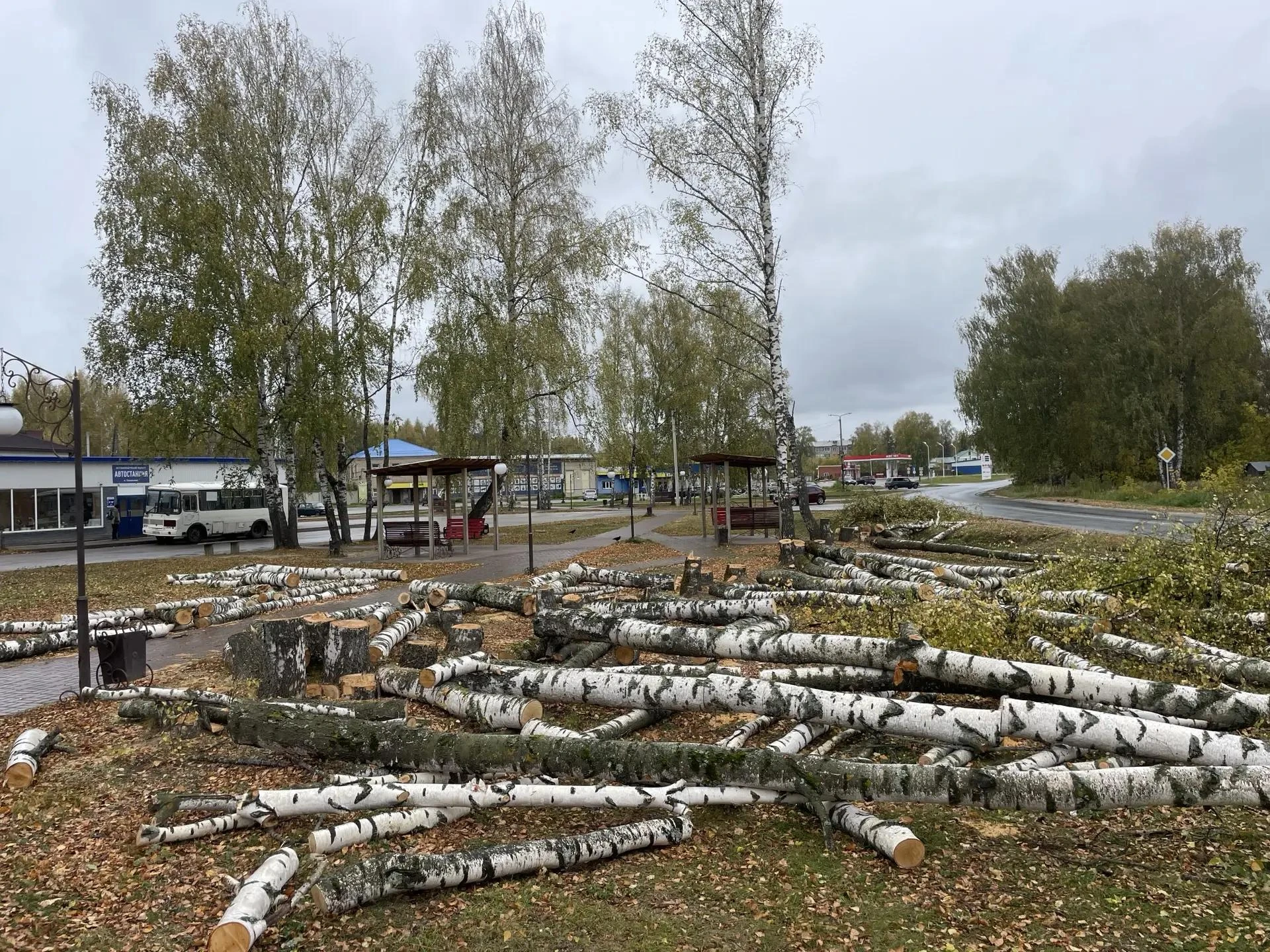 🌳 Листва снова зашумит