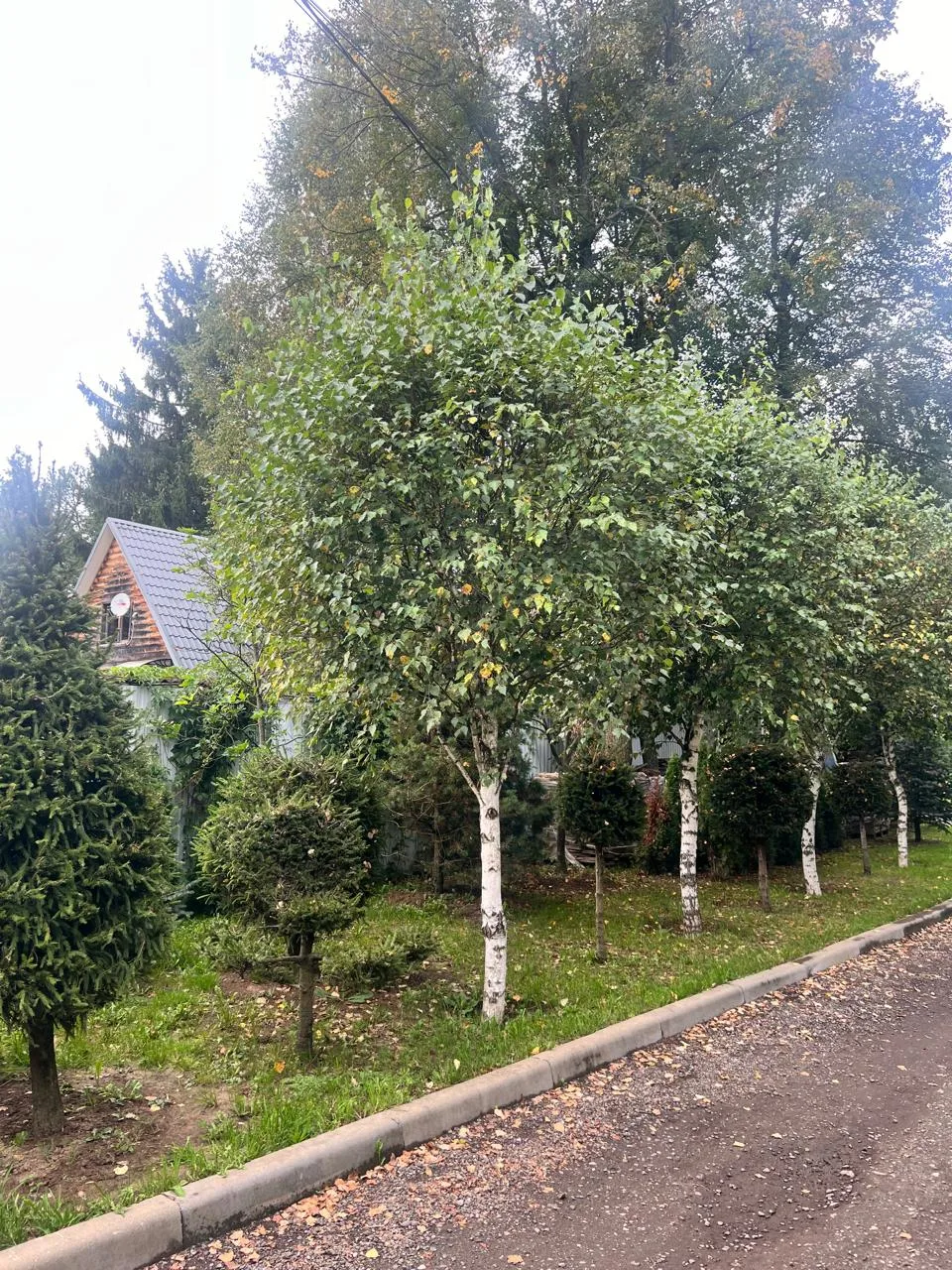 🌳🌳🌳🌳🌳