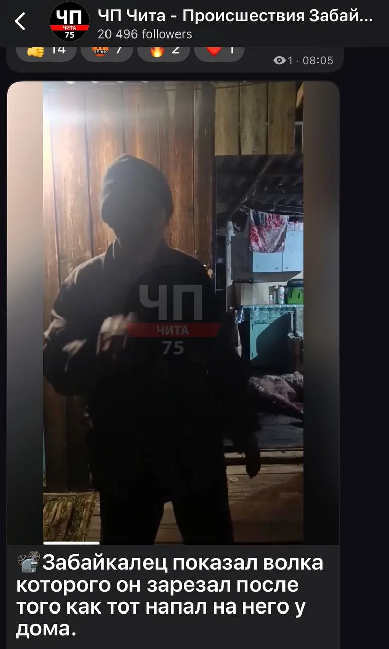 Появились кадры снятые сразу после нападения волка на Забайкальца у его дома.