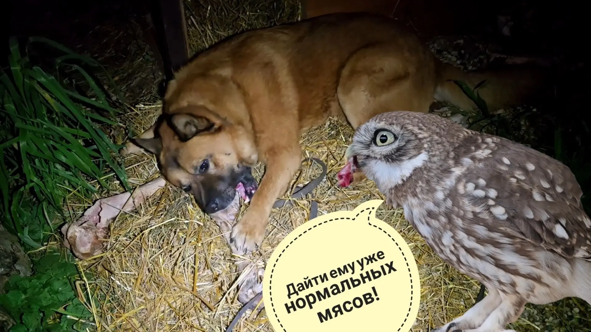 Добрый и спокойный сыч Лучик - это странное. Пёс Кубик хвалится своим гнездом и косточками
