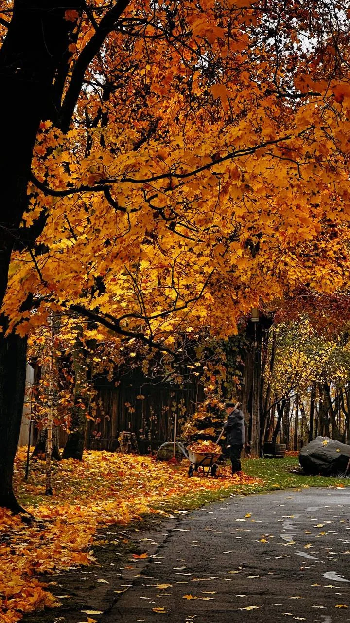🍂Как красиво осенью на территории детской художественной школы
