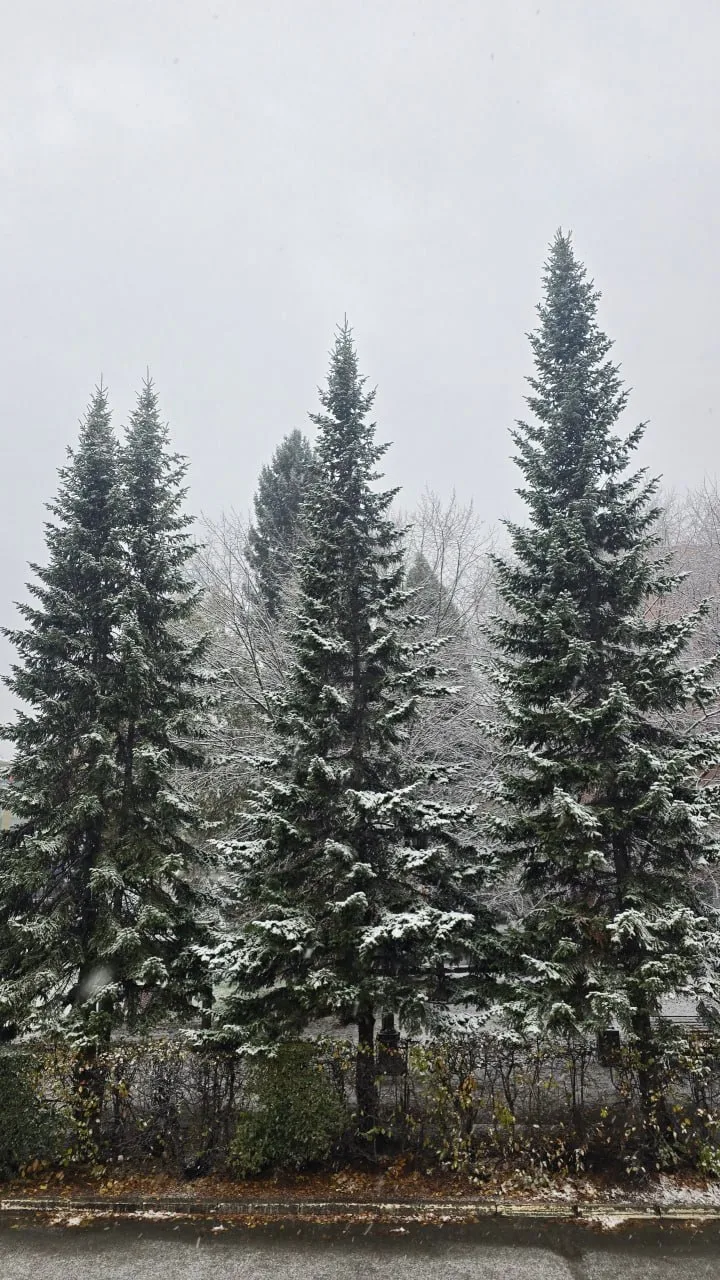 А сегодня снежно в Горно-Алтайске. Фото: Наталья Сладкова.