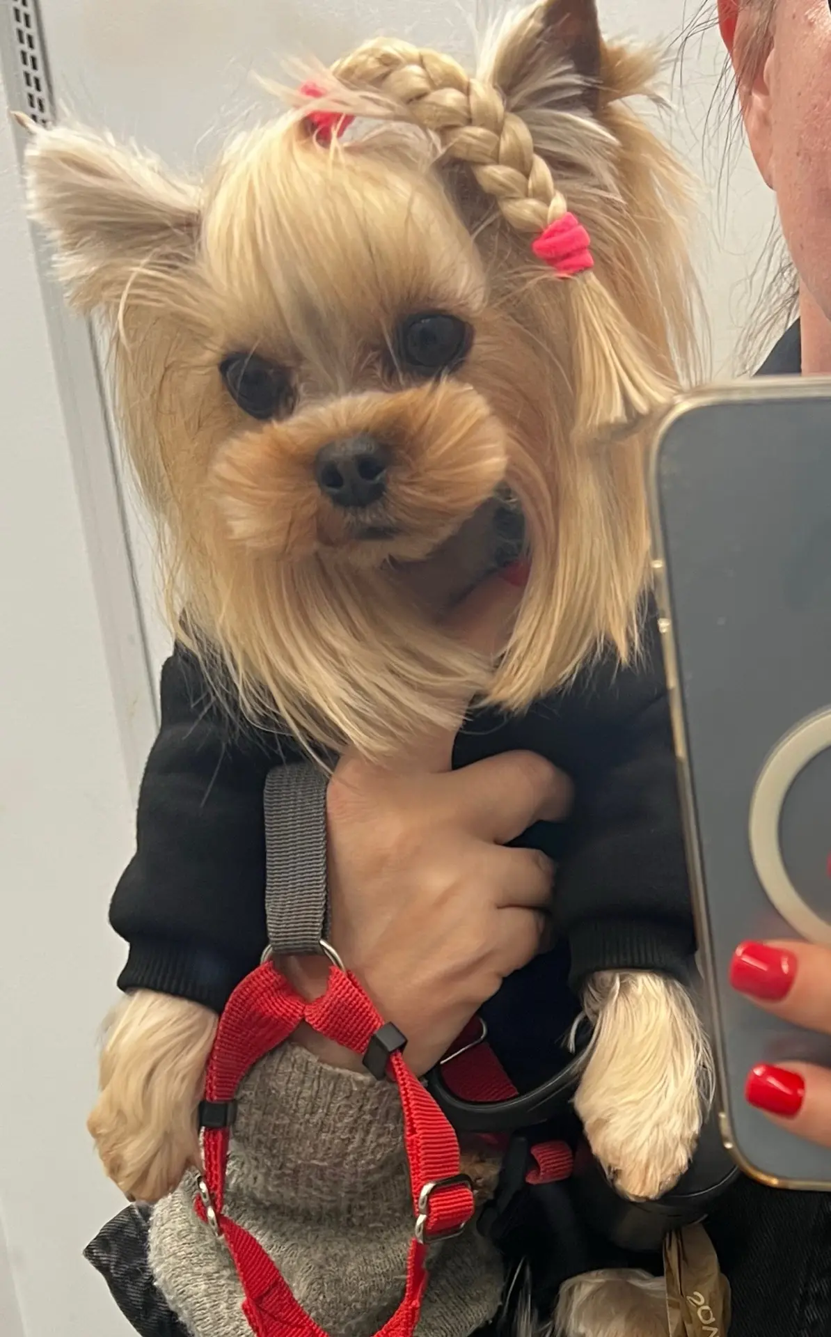 Забрала Милку со стрижки, такое у нее выражение лица 😄